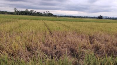 Foto: Kondisi Padi Warga Yang Diserang Hama Wereng