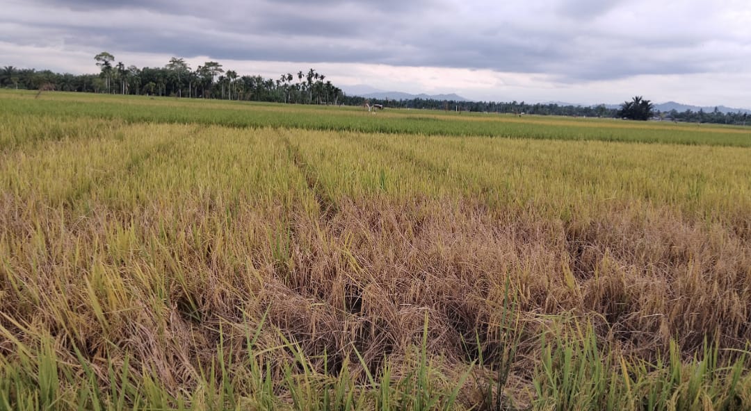 Foto: Kondisi Padi Warga Yang Diserang Hama Wereng