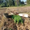 Foto: Keadaan Sawah Petani di Kecamatan Geureudong Pase