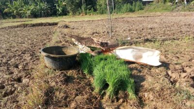 Foto: Keadaan Sawah Petani di Kecamatan Geureudong Pase