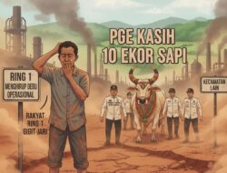 PGE Kasih 10 Ekor Sapi, Pemkab Aceh Utara yang Bagi: Warga Ring 1 Gigit Jari