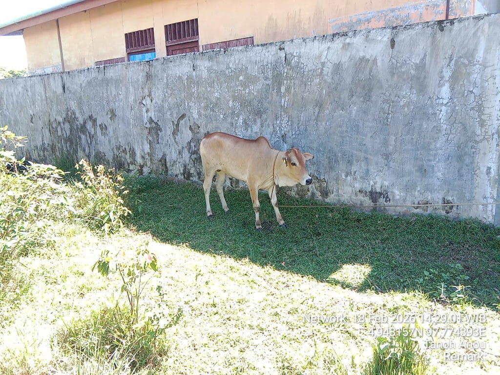 Foto: Kondisi Sapi Bantuan Untuk Gampong Tanoh Anoe, Kecamatan Idi Rayeuk